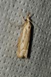 Agriphila geniculea