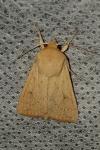 Mythimna vitellina
