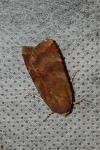 Noctua janthe