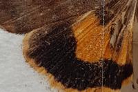 Noctua janthe