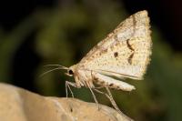 Aspitates ochrearia