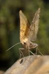 Aspitates ochrearia