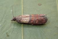 Plodia interpunctella