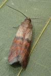 Plodia interpunctella