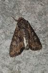 Mniotype solieri