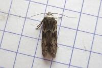 Blastobasis glandulella