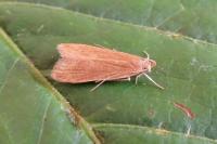 Helcystogramma rufescens