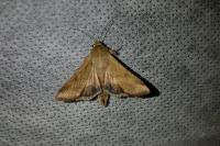 Helicoverpa armigera