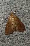 Parapoynx stratiotata