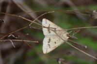 Aspitates ochrearia