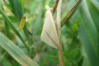 Rhodometra sacraria
