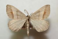 Macaria artesiaria
