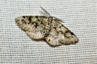 Cleorodes lichenaria