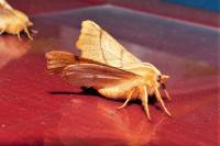 Ennomos erosaria