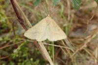 Aspitates ochrearia