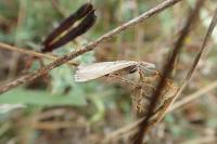 Agriphila tristella