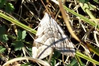 Aplocera efformata/plagiata