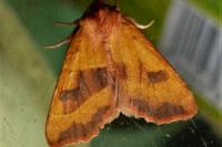 Atethmia centrago
