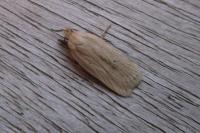 Agonopterix pallorella