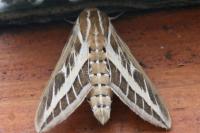 Hyles livornica