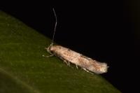 Mompha epilobiella