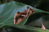 Chrysodeixis chalcites