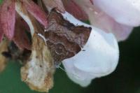 Choreutis nemorana