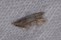 Teleiodes vulgella