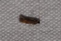 Bucculatrix nigricomella