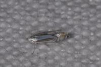 Phyllocnistis ramulicola/saligna