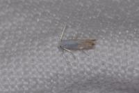 Phyllonorycter harrisella