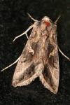 Autographa gamma