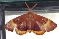 Lasiocampa quercus