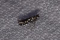 Parectopa ononidis