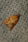 Acleris rhombana