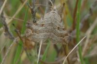 Aplocera efformata/plagiata