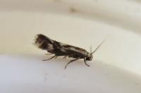 Elachista utonella