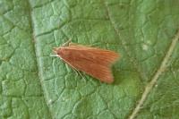 Helcystogramma rufescens