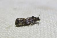 Endothenia ustulana