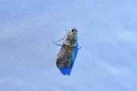 Acrobasis consociella