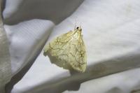Evergestis pallidata