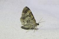 Epirrhoe alternata