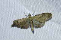 Eupithecia absinthiata/assimilata/goossensiata