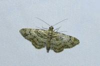 Gymnoscelis rufifasciata