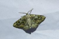 Cleorodes lichenaria