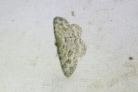 Ectropis crepuscularia