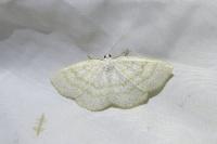 Cabera exanthemata