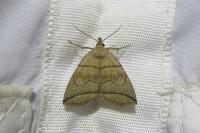 Herminia grisealis