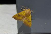 Atethmia centrago