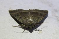 Mormo maura